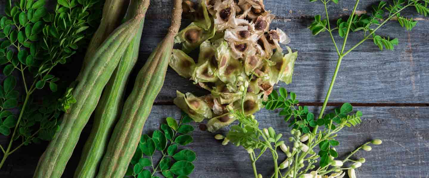 Co to jest herbata Moringa i jakie są zalety herbaty Moringa?